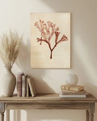 Seaweed Specimens V