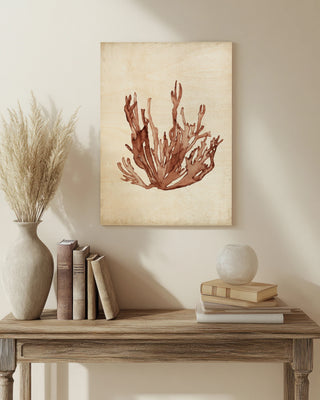 Seaweed Specimens VII