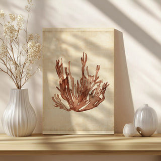 Seaweed Specimens VII