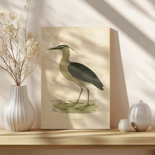 Vintage Night Heron