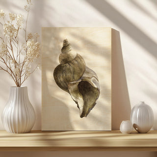 Watercolor Seashell II