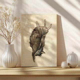 Watercolor Seashell IV