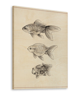 Goldfish IV