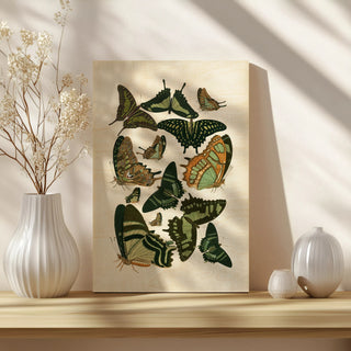 Green Butterfly Study