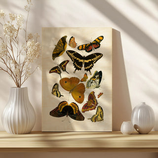 Yellow Butterfly Study