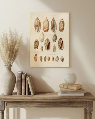 Cone Shell Display I