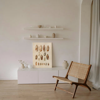Cone Shell Display I