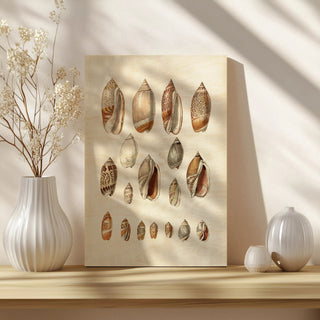 Cone Shell Display I