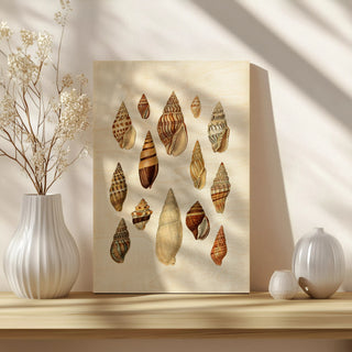 Cone Shell Display II