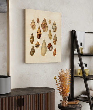 Cone Shell Display II