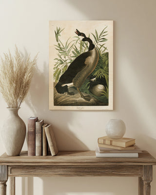 Pl 201 Canada Goose