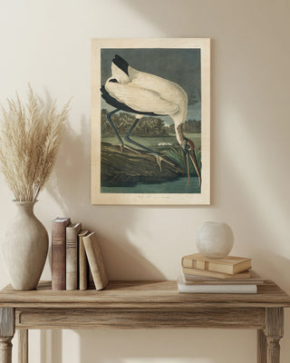 Pl 216 Wood Ibis