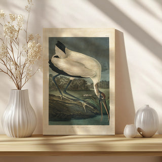Pl 216 Wood Ibis