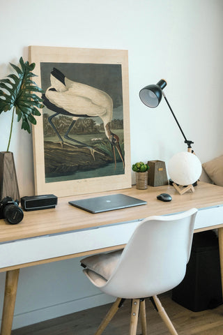 Pl 216 Wood Ibis
