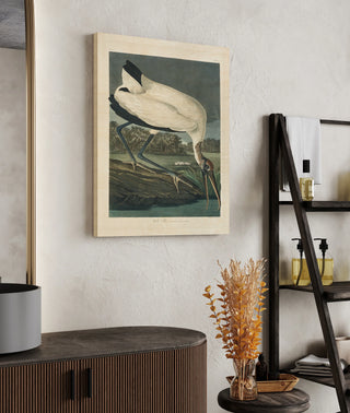 Pl 216 Wood Ibis