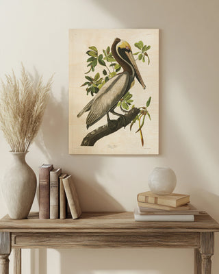 Pl 251 Brown Pelican