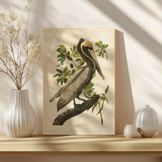 Pl 251 Brown Pelican