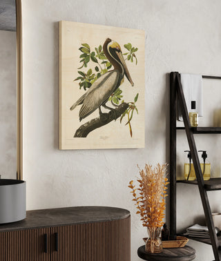 Pl 251 Brown Pelican