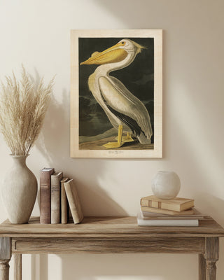 Pl 311 American White Pelican