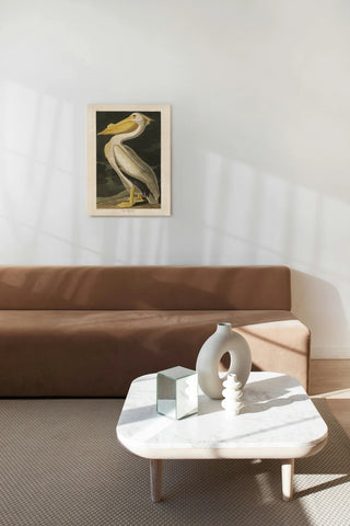 Pl 311 American White Pelican