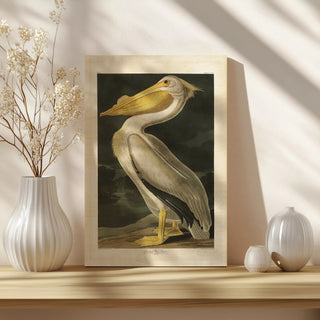 Pl 311 American White Pelican