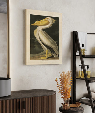 Pl 311 American White Pelican
