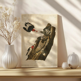 Pl. 27 Red-headed Woodpecker