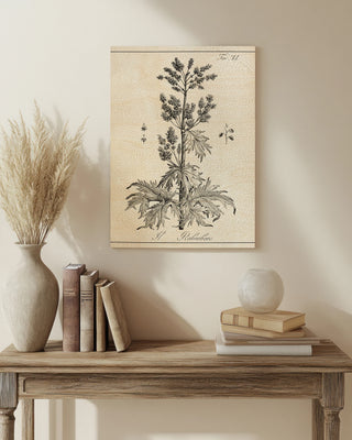 Antique Black & White Botanical III