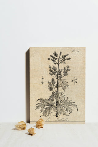 Antique Black & White Botanical III