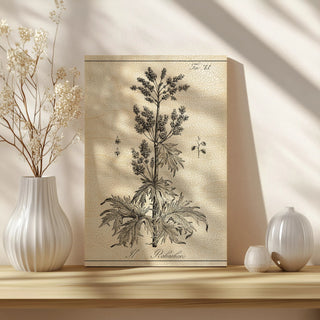 Antique Black & White Botanical III
