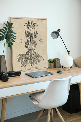 Antique Black & White Botanical III
