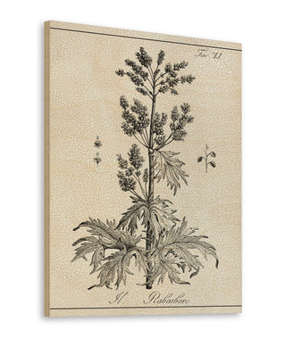 Antique Black & White Botanical III