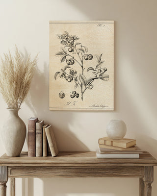 Antique Black & White Botanical IV