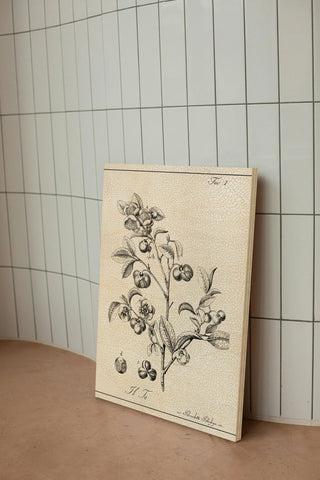 Antique Black & White Botanical IV