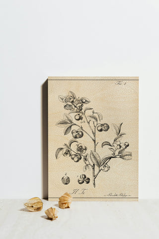 Antique Black & White Botanical IV
