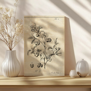Antique Black & White Botanical IV