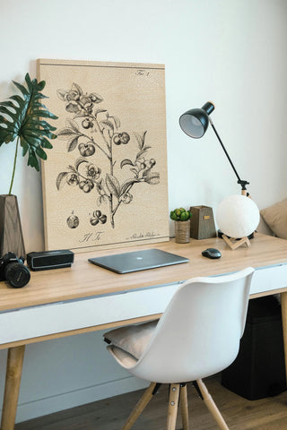 Antique Black & White Botanical IV