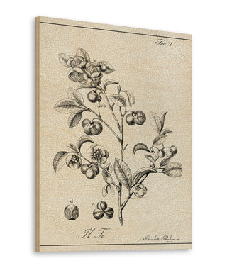 Antique Black & White Botanical IV