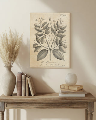 Antique Black & White Botanical VII