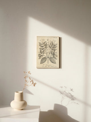 Antique Black & White Botanical VII