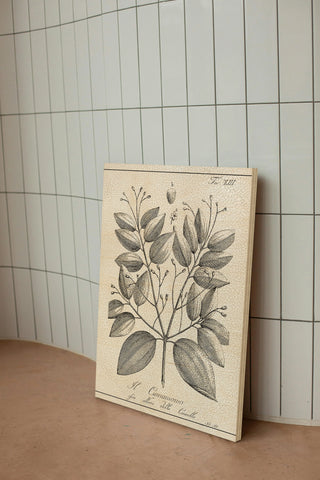 Antique Black & White Botanical VII