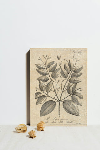 Antique Black & White Botanical VII