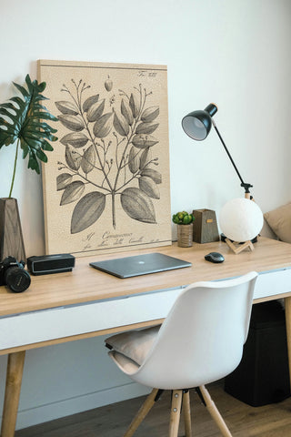 Antique Black & White Botanical VII