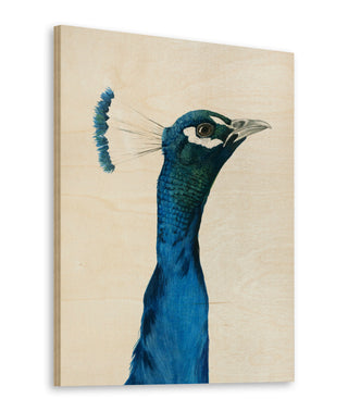 Peacock Portrait I