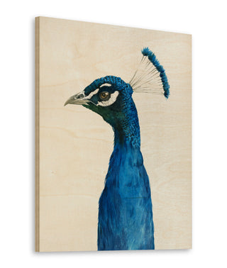 Peacock Portrait II