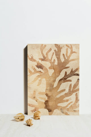 Parchment Coral III