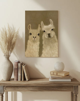Llama Duo, Looking at You