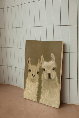 Llama Duo, Looking at You