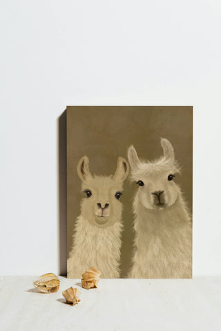 Llama Duo, Looking at You