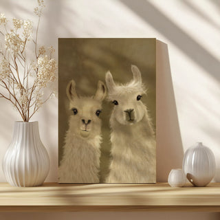 Llama Duo, Looking at You